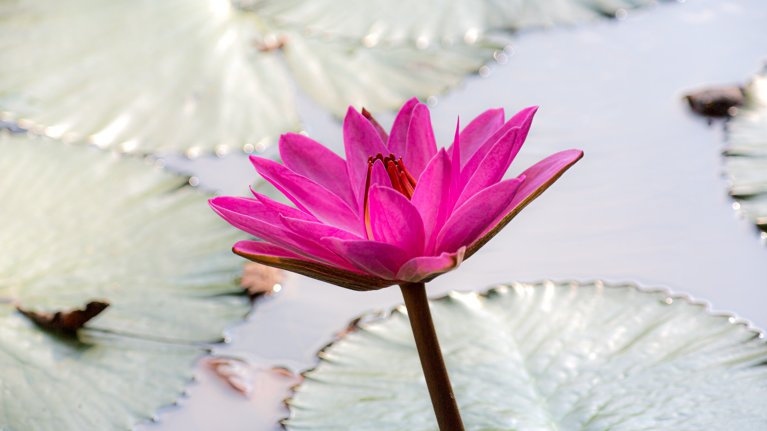The Theosophical Society in Adyar