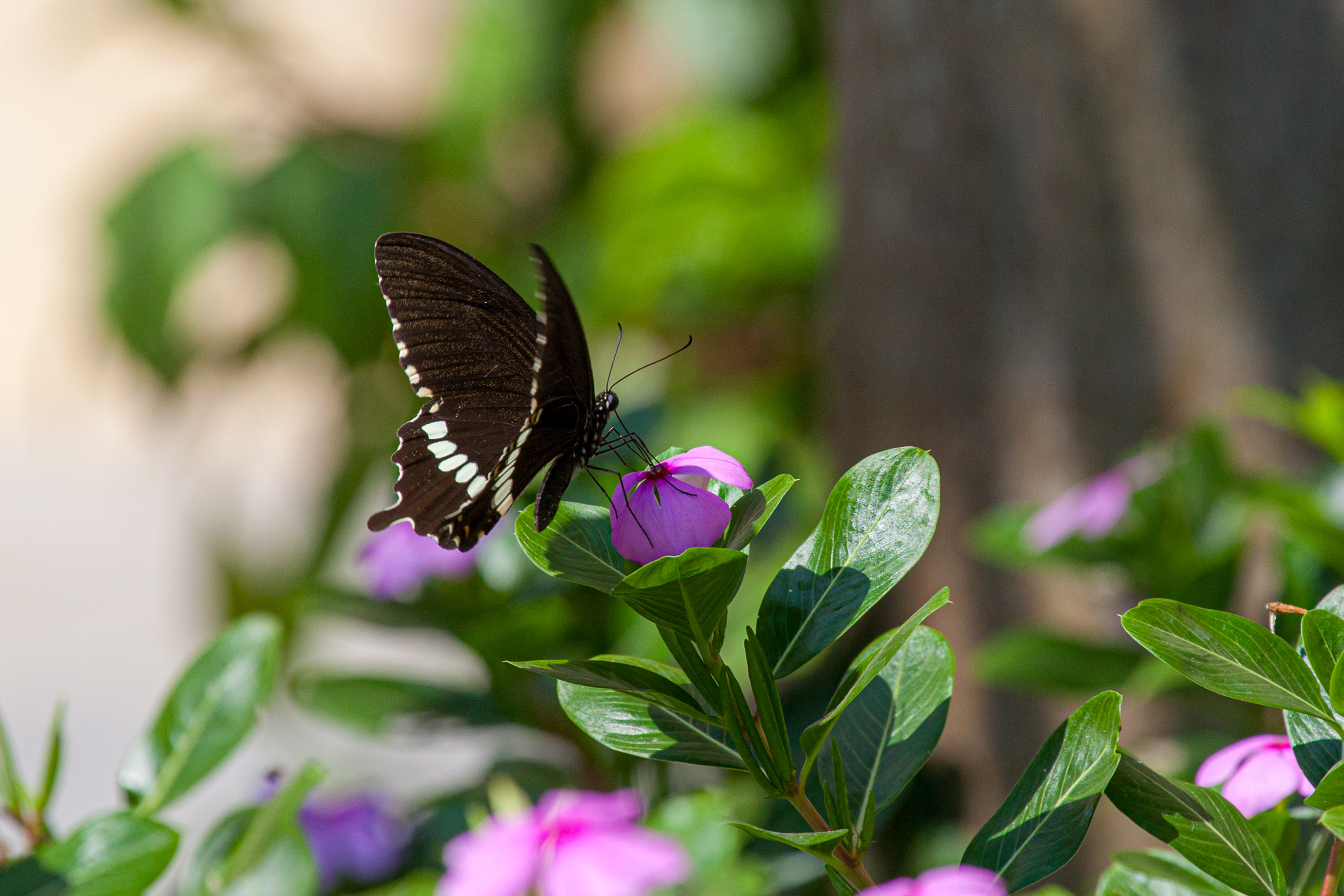 20101226125516 IMG 0897