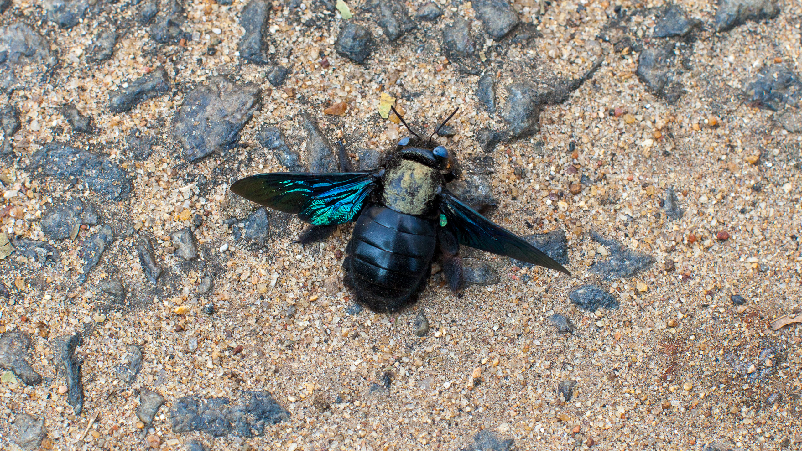 20101226160707 IMG 0916