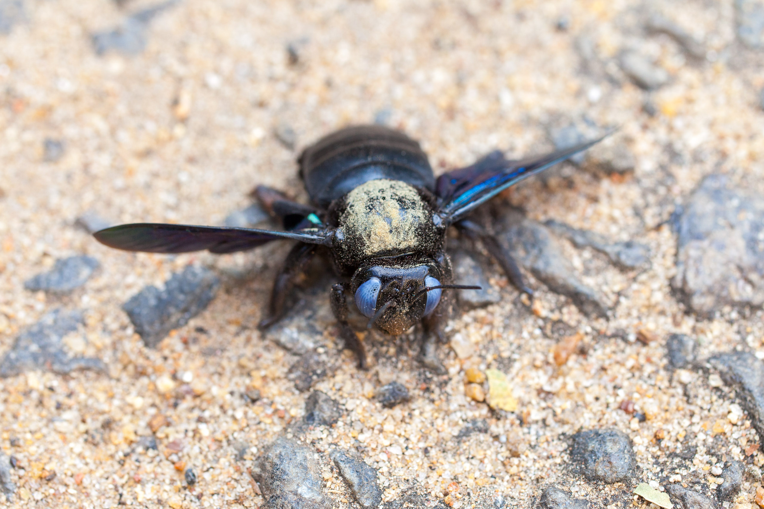 20101226160839 IMG 0923