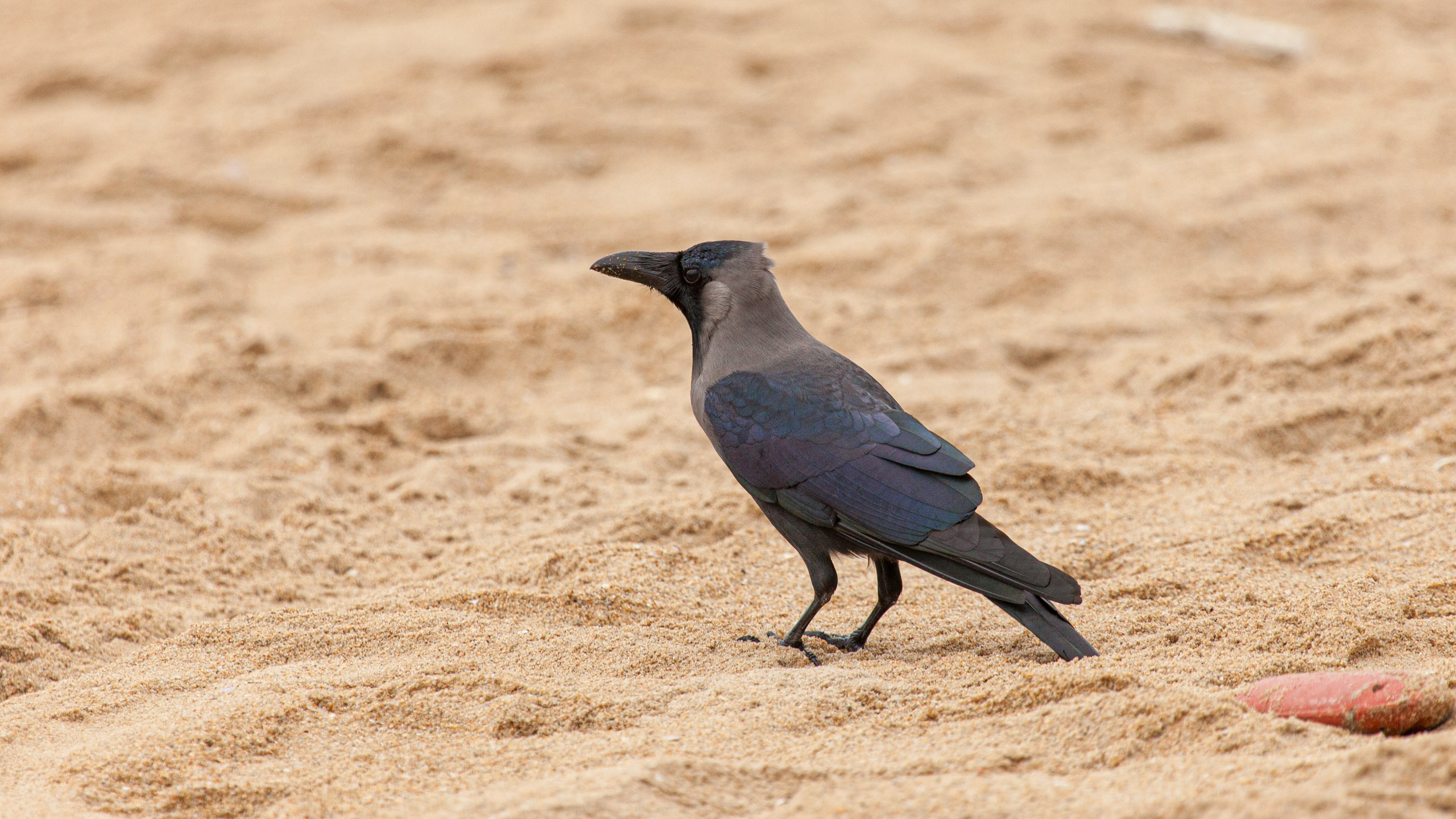 20110102164048 IMG 3024