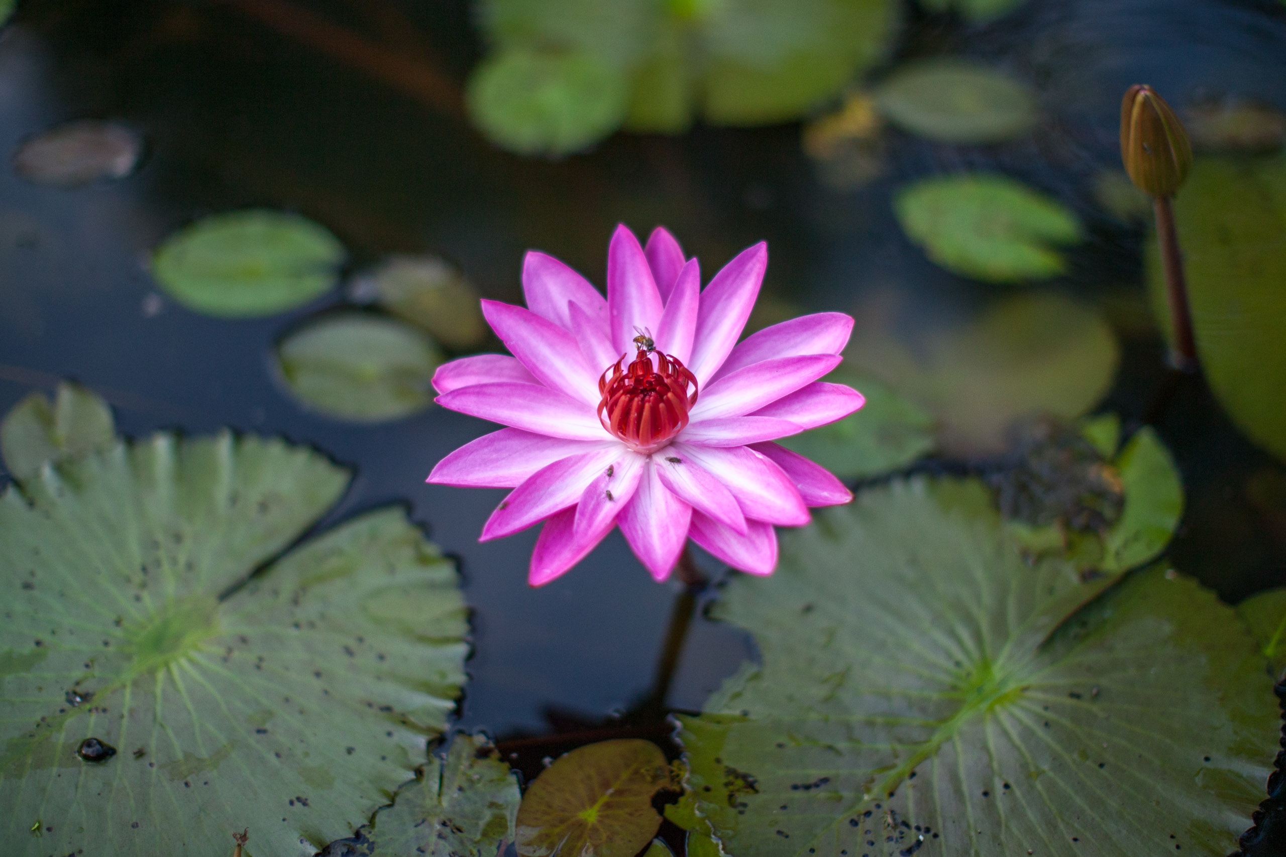 20110103065434 IMG 3273