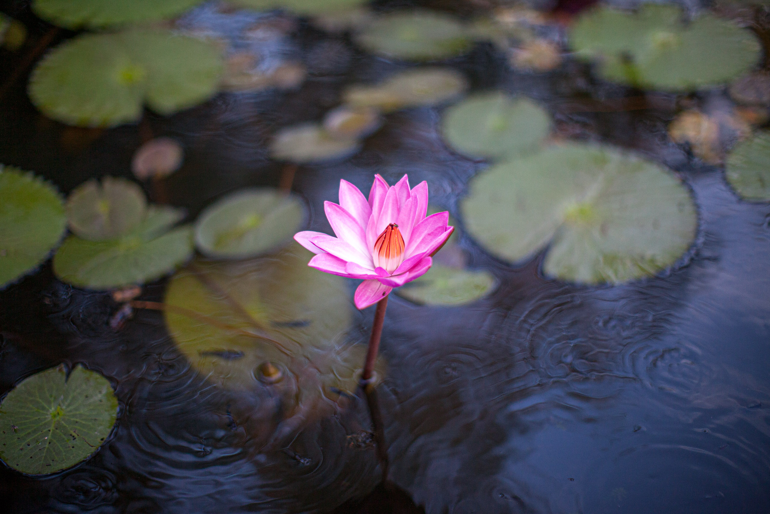 People, Plants & Animals