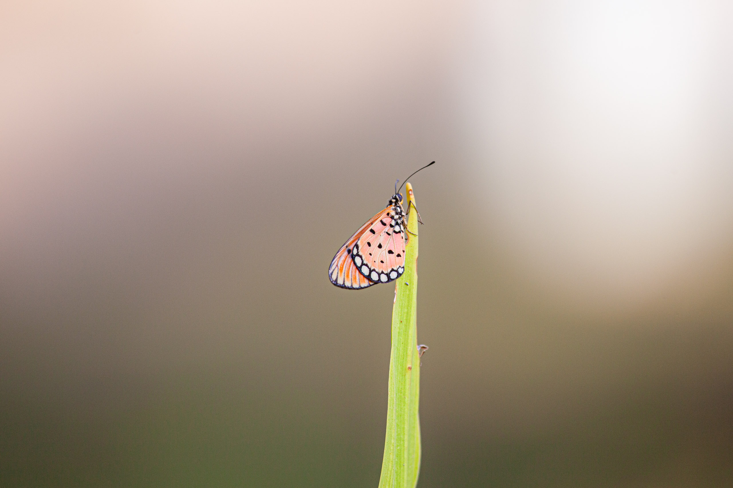 20110103082945 IMG 3608