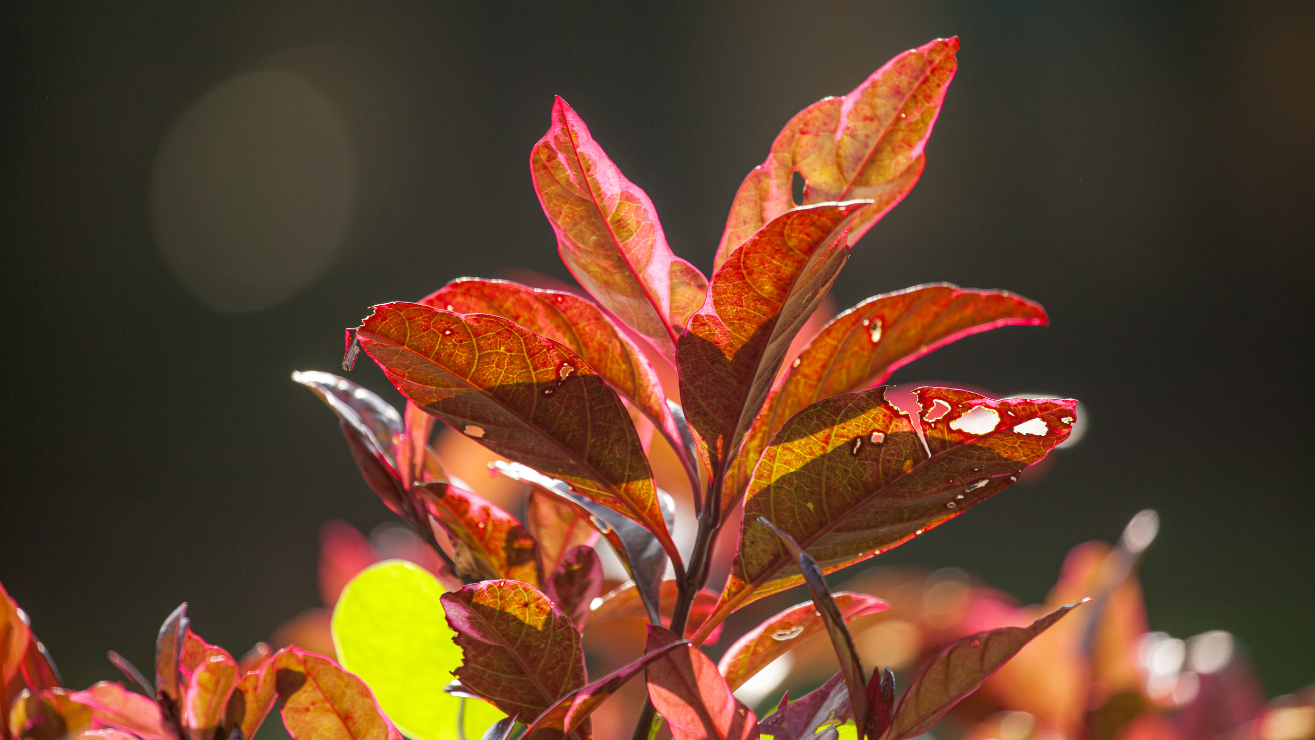 20110103090114 IMG 3772