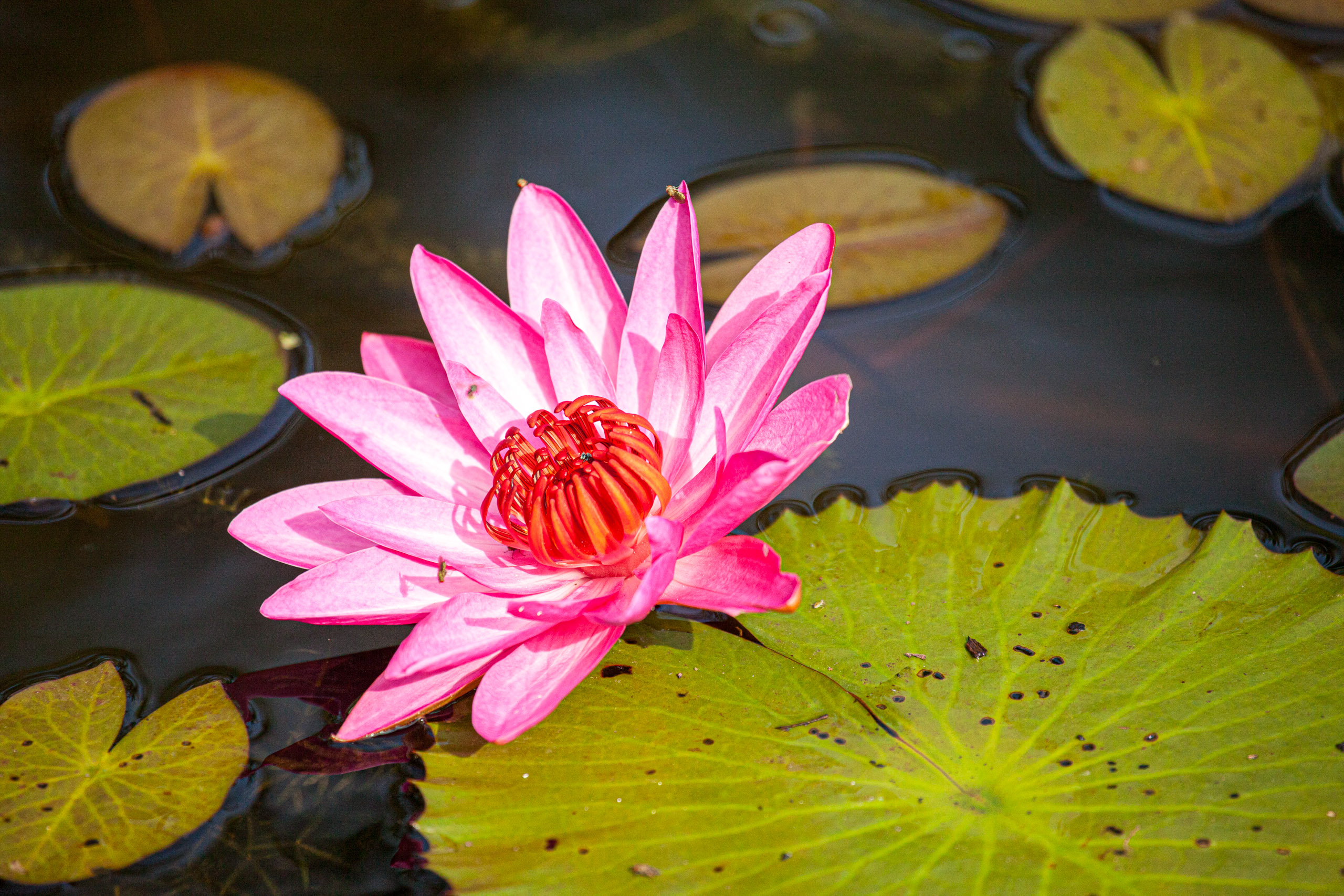 20110103093446 IMG 3926