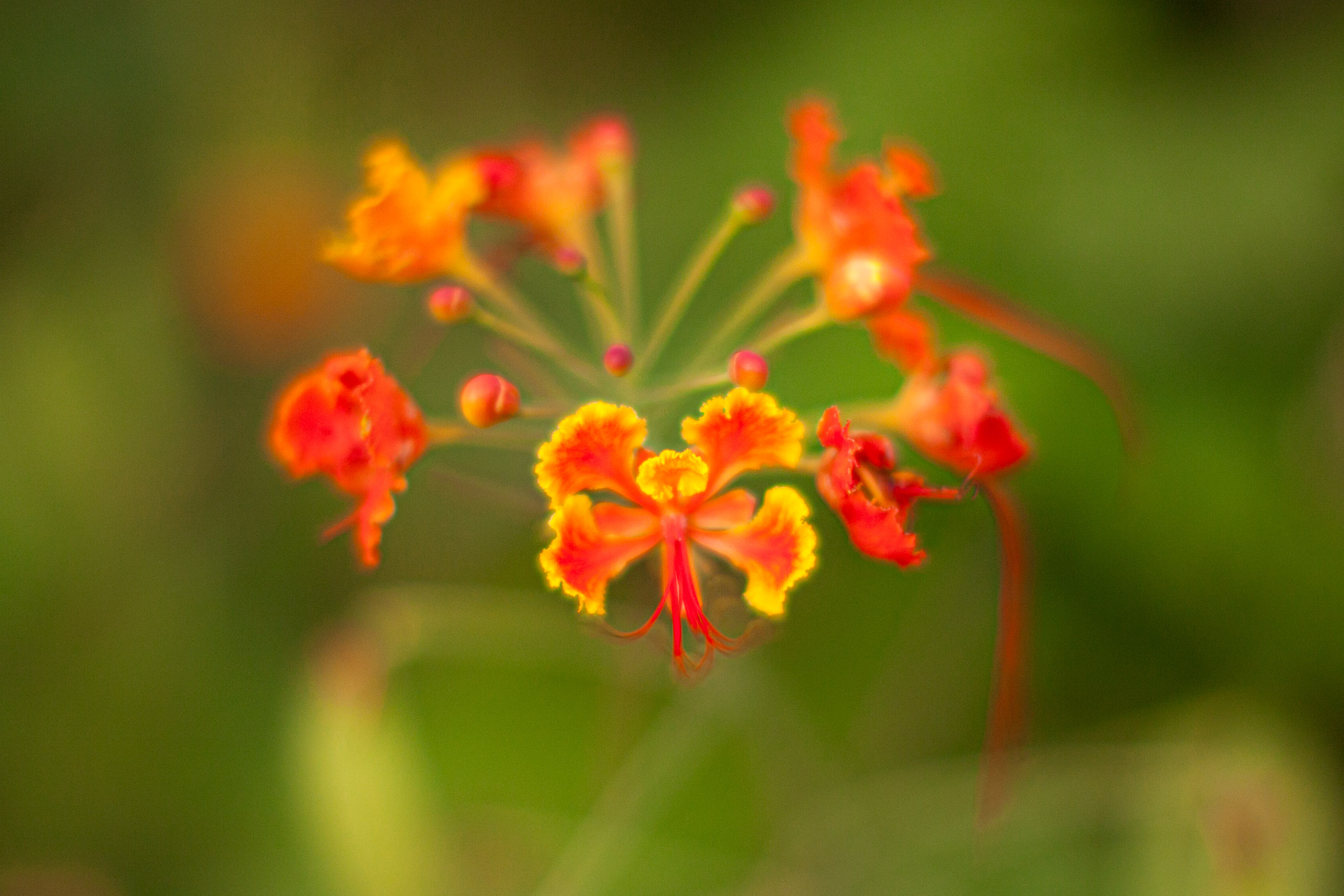 20110103164818 IMG 4027