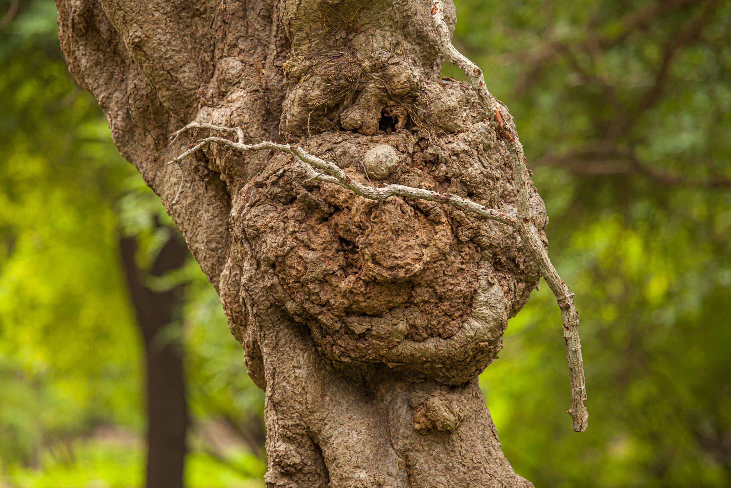 20110104085625 IMG 4399