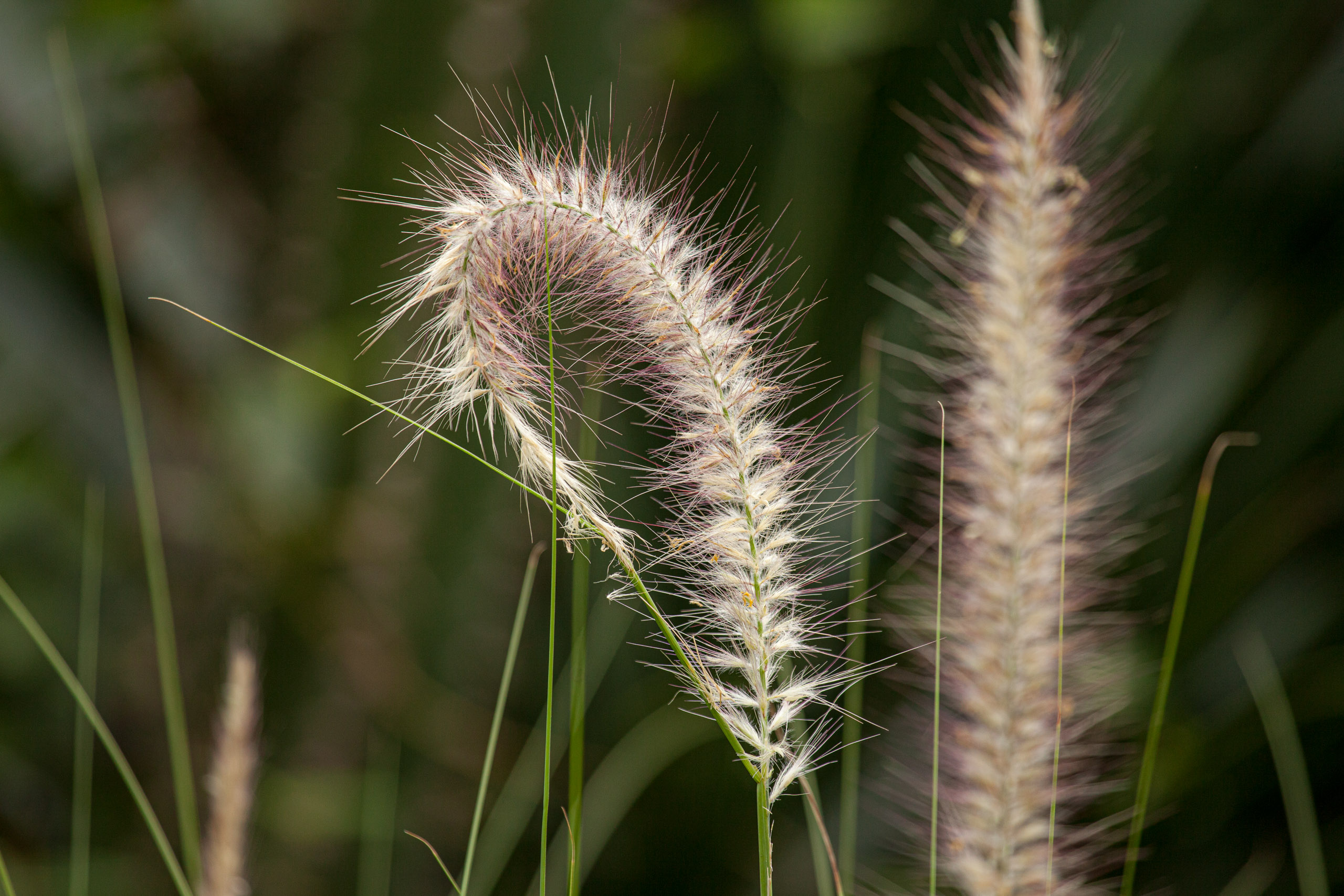 20110104090018 IMG 4414