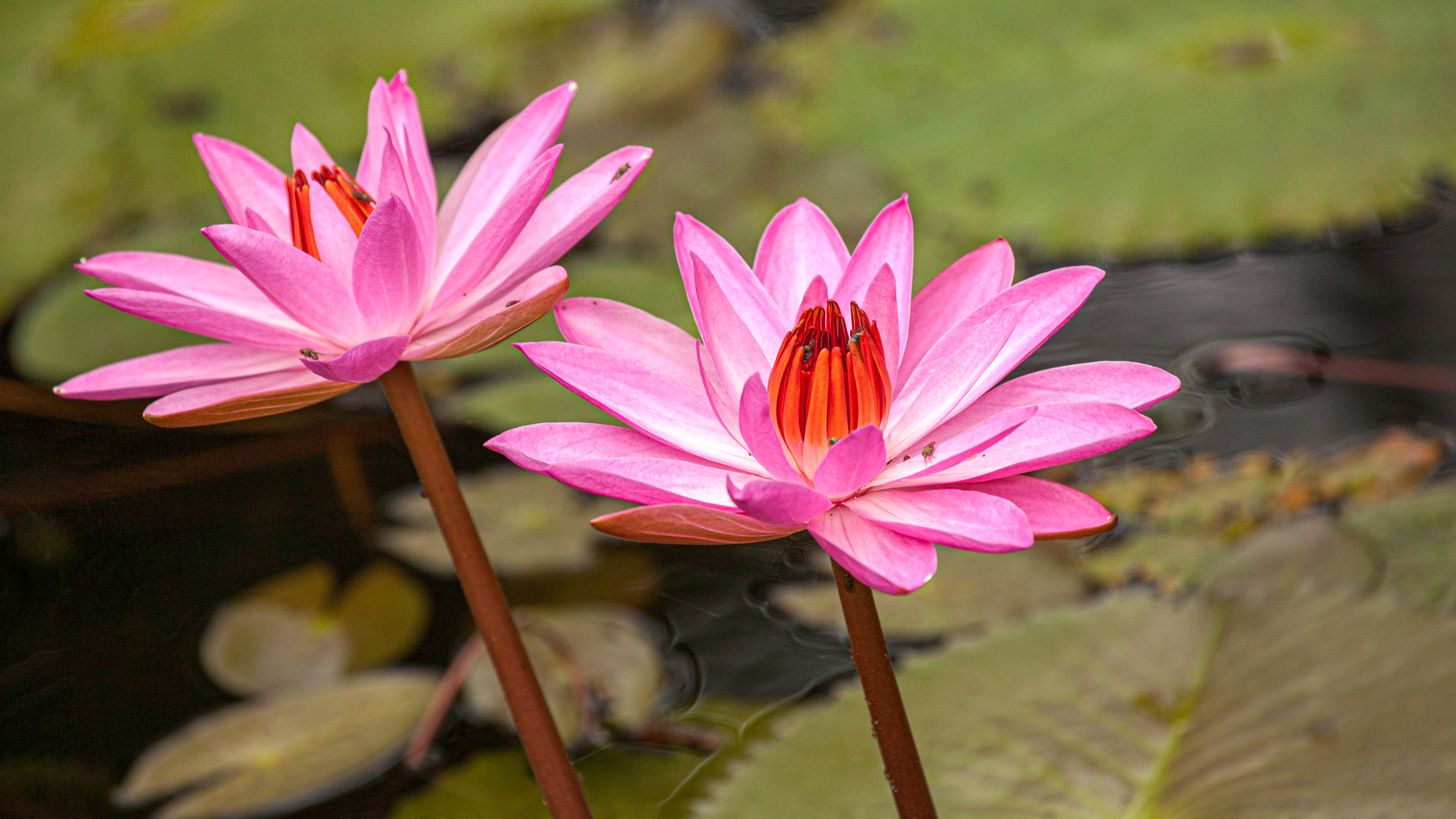 20110104090842 IMG 4451