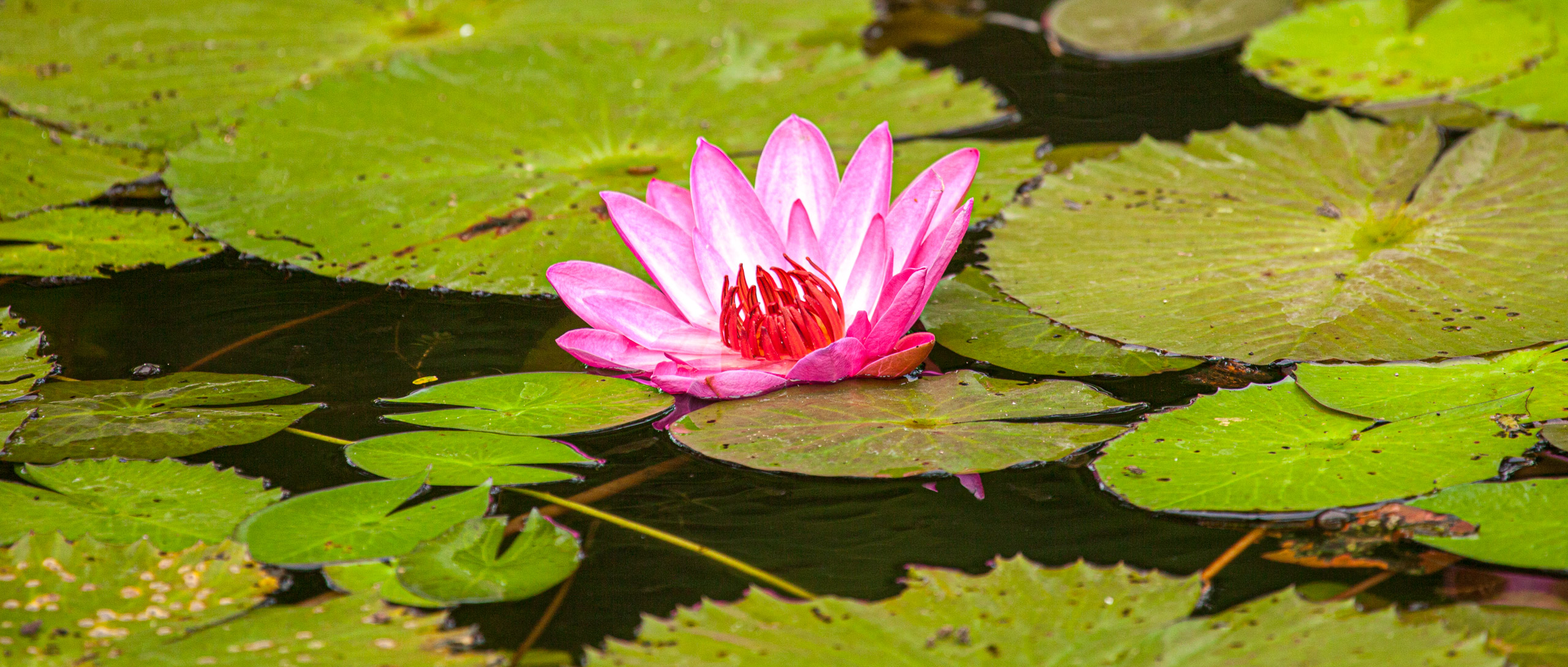 20110104090856 IMG 4454