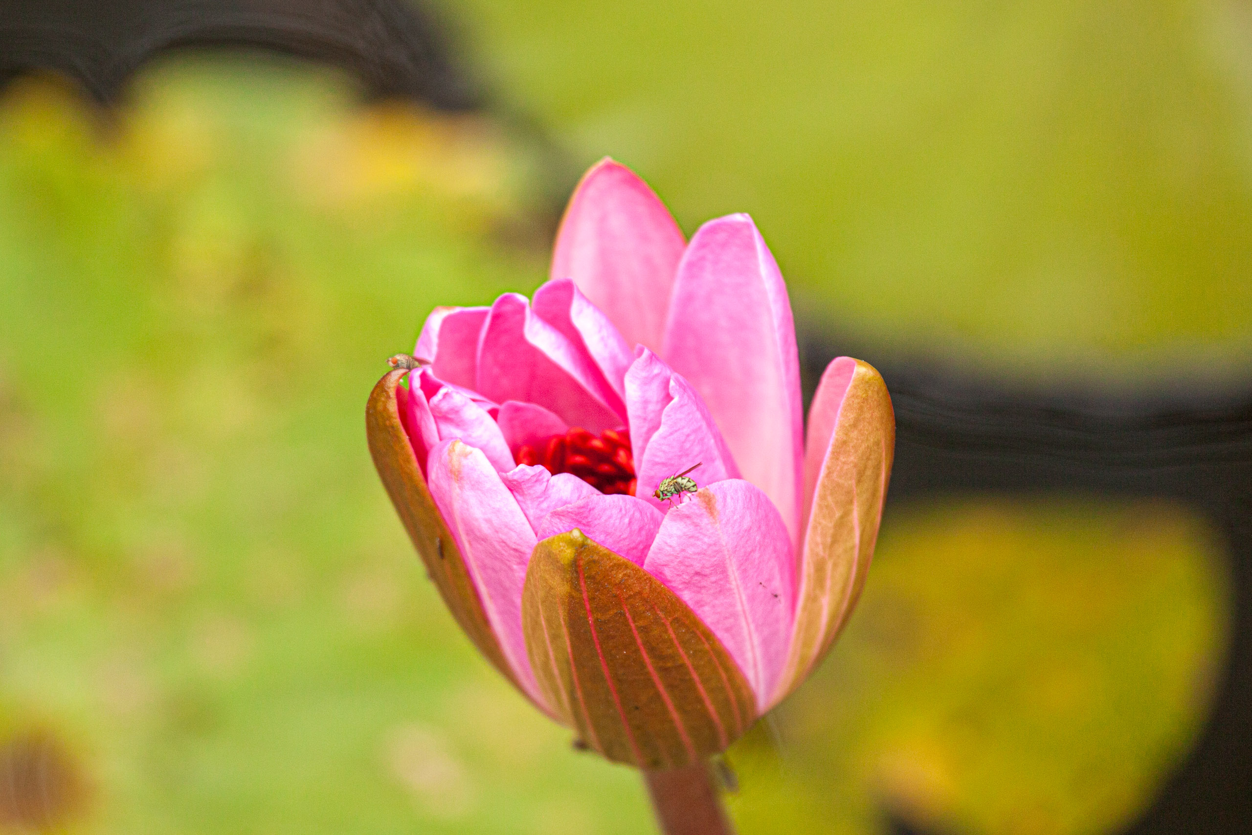 20110104090912 IMG 4456