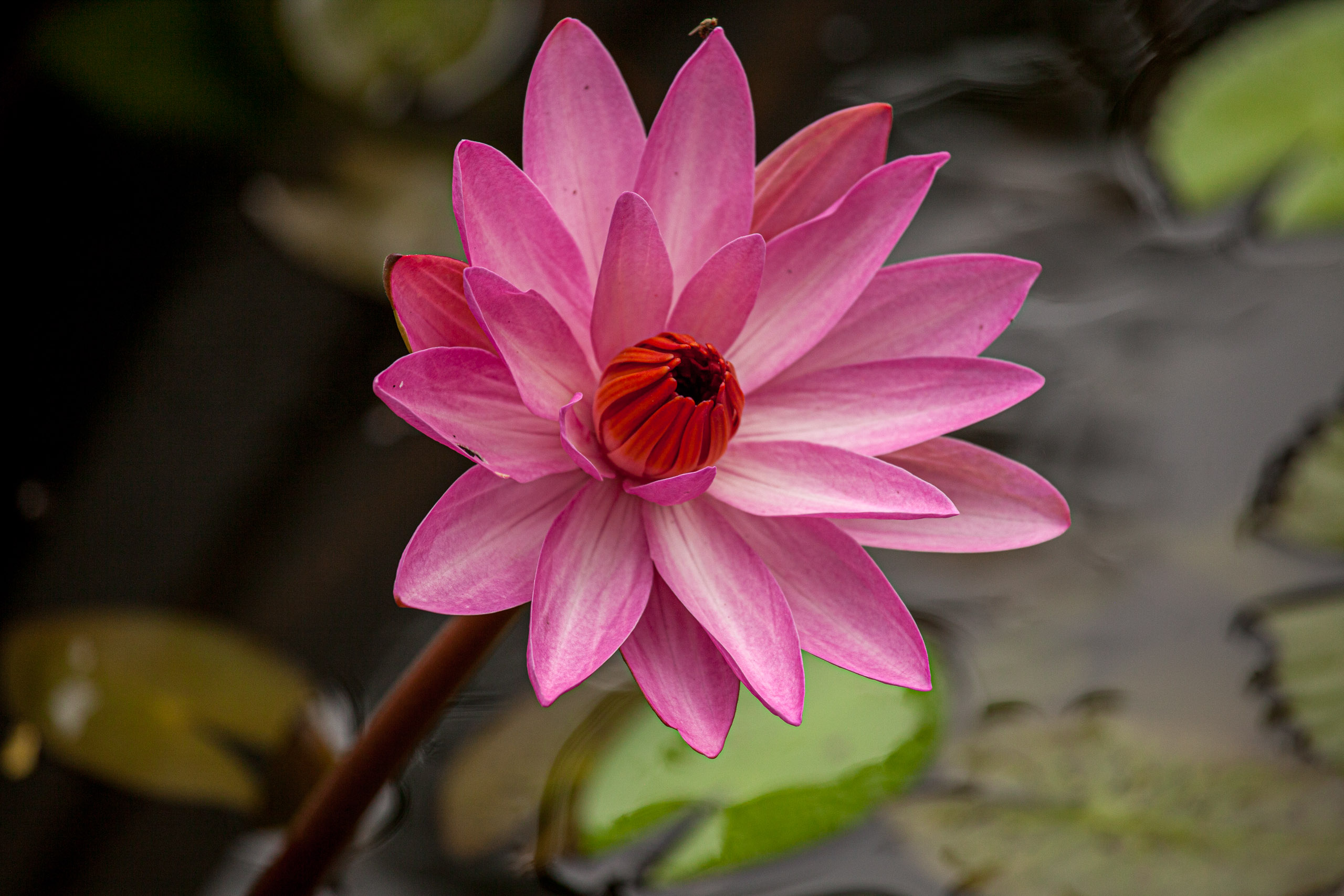 20110104091211 IMG 4486