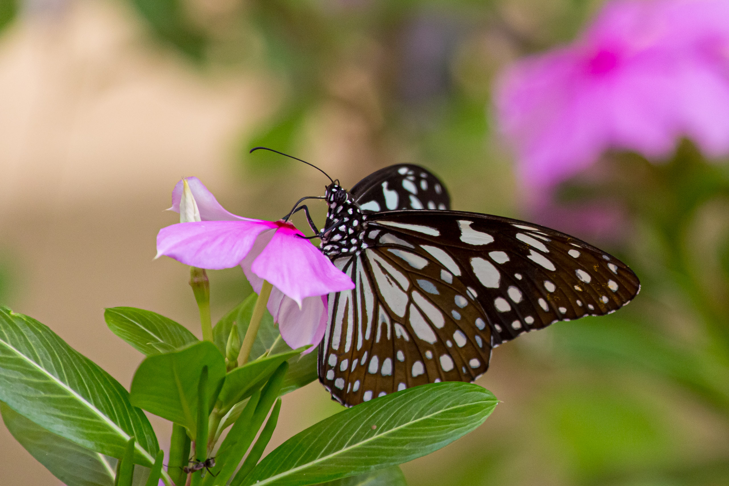 20130105083217 RD 27426