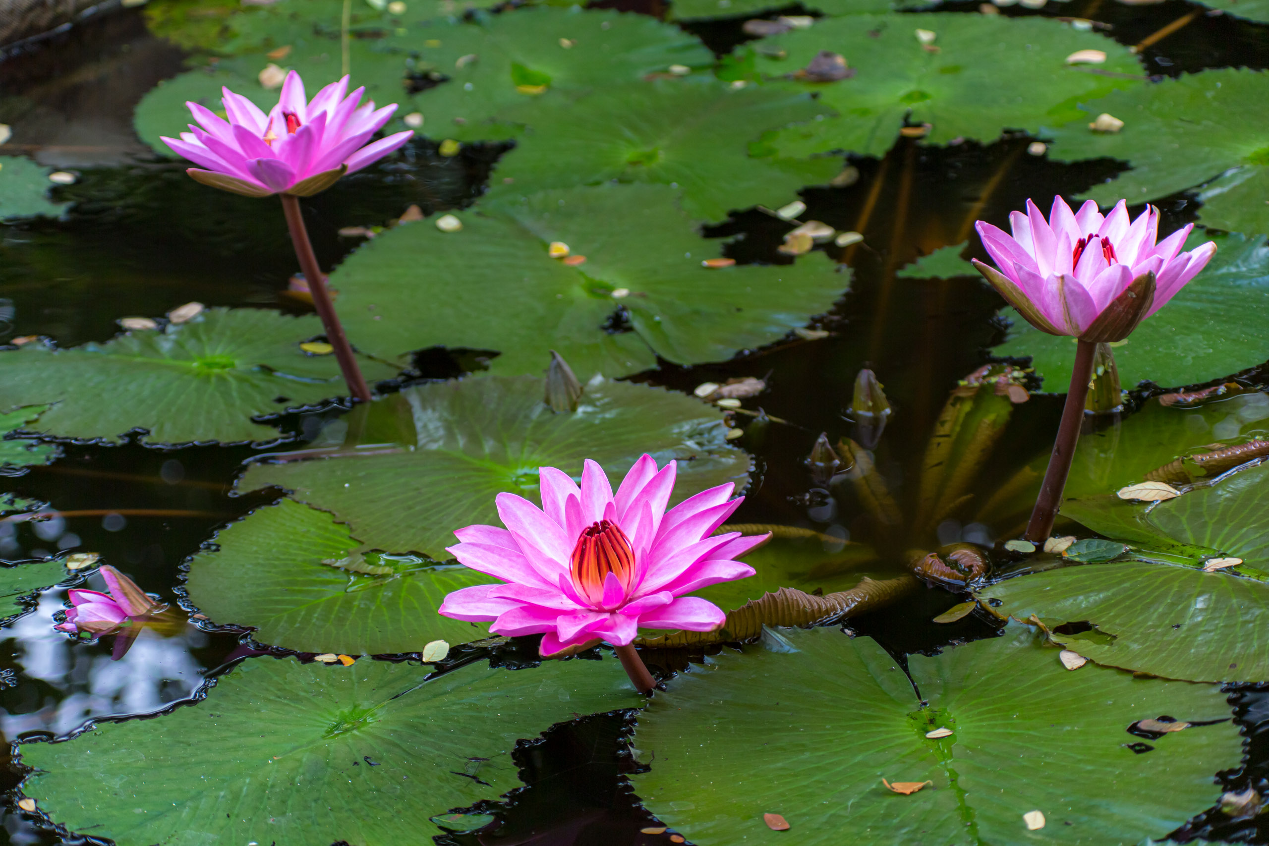 20130105085045 RD 27537