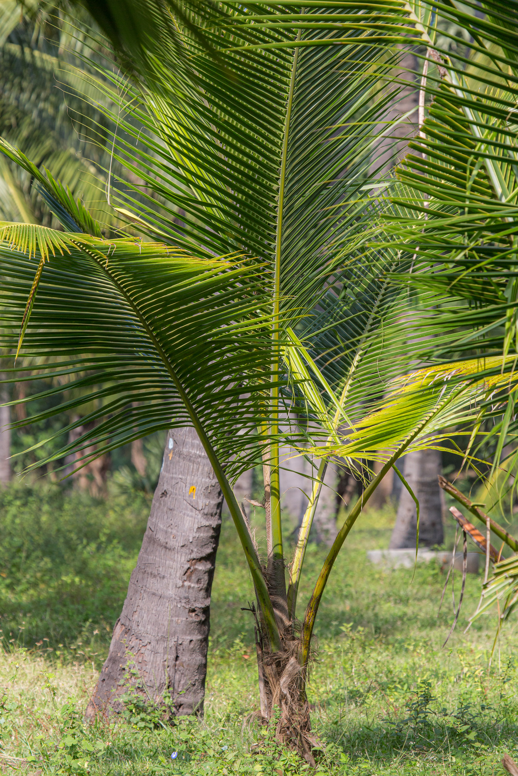 20130109143300 RD 28427