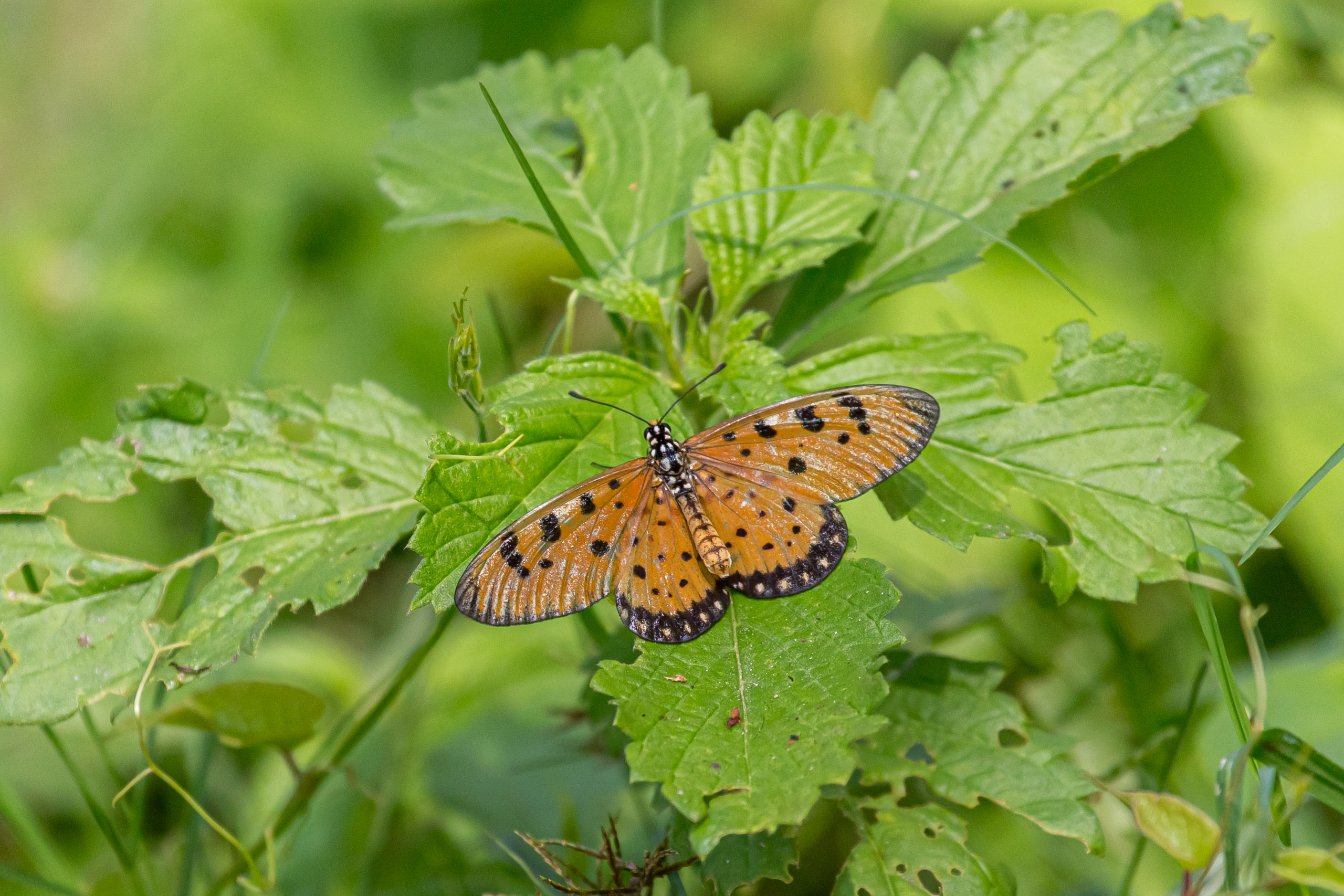 20130111125107 RD 20470