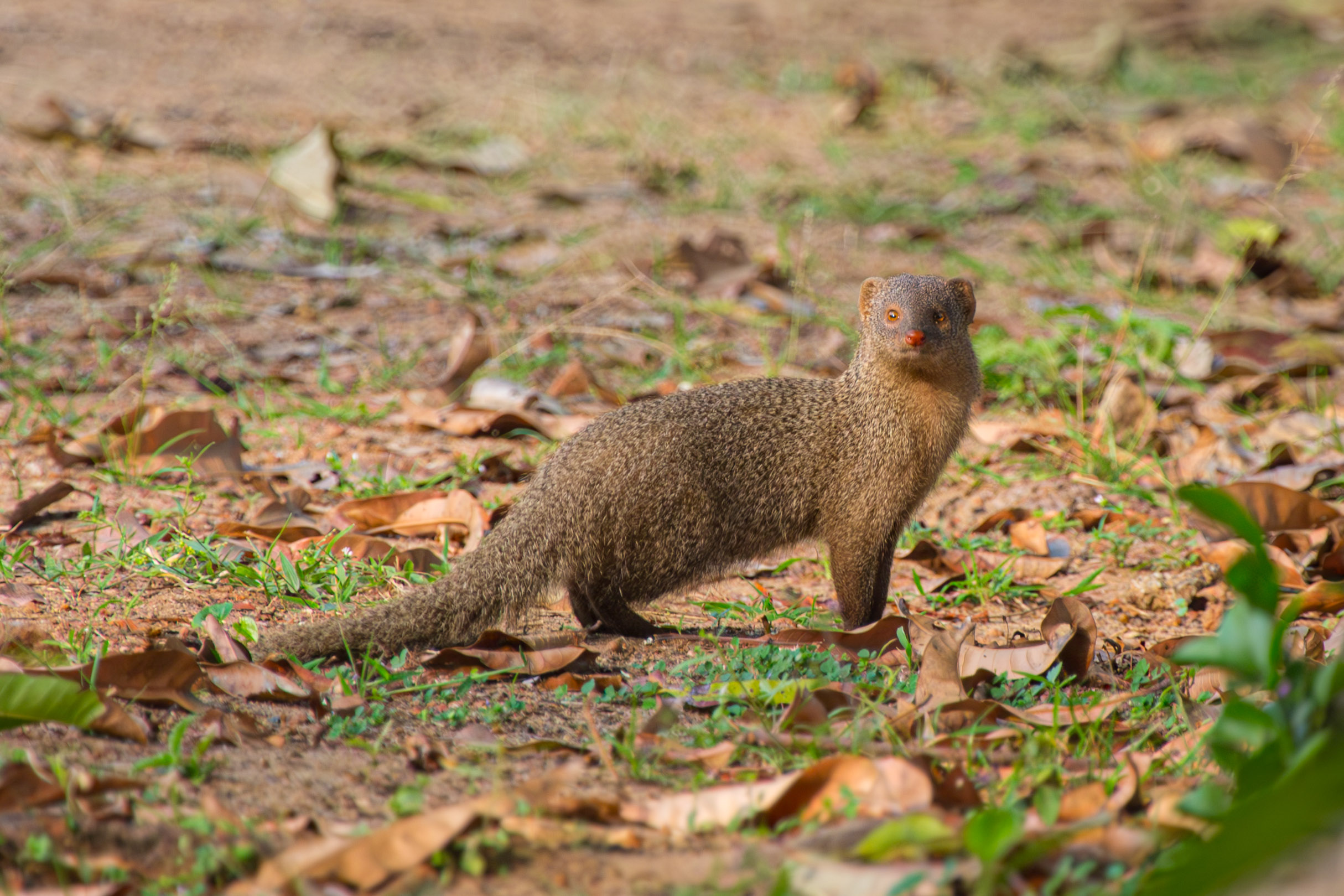 20130112080731 RD 20730 e