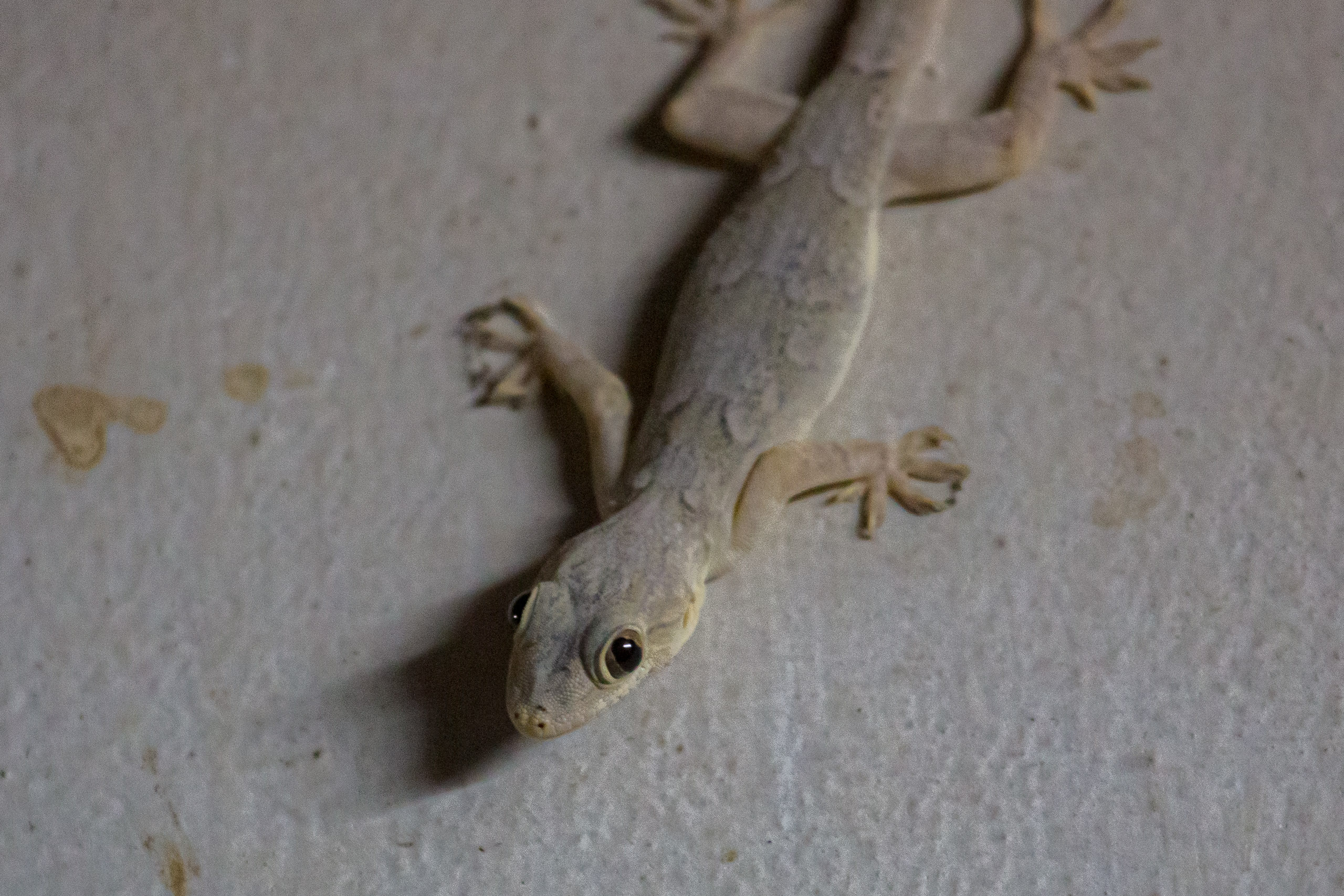 20130120204415 RD 25672