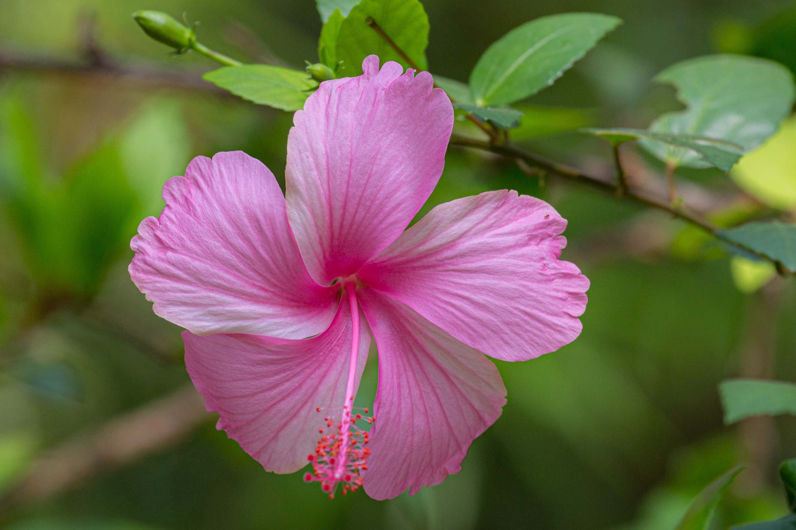 20130123103909 RD 26104