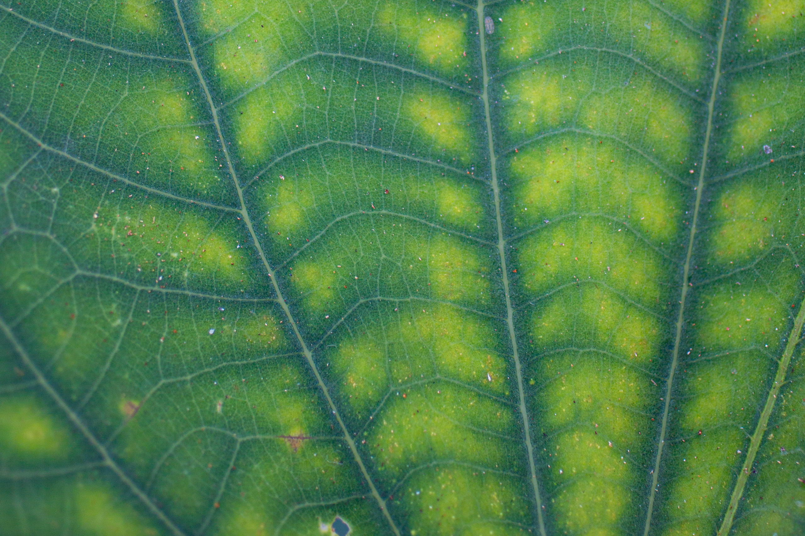 20130123112747 RD 26594