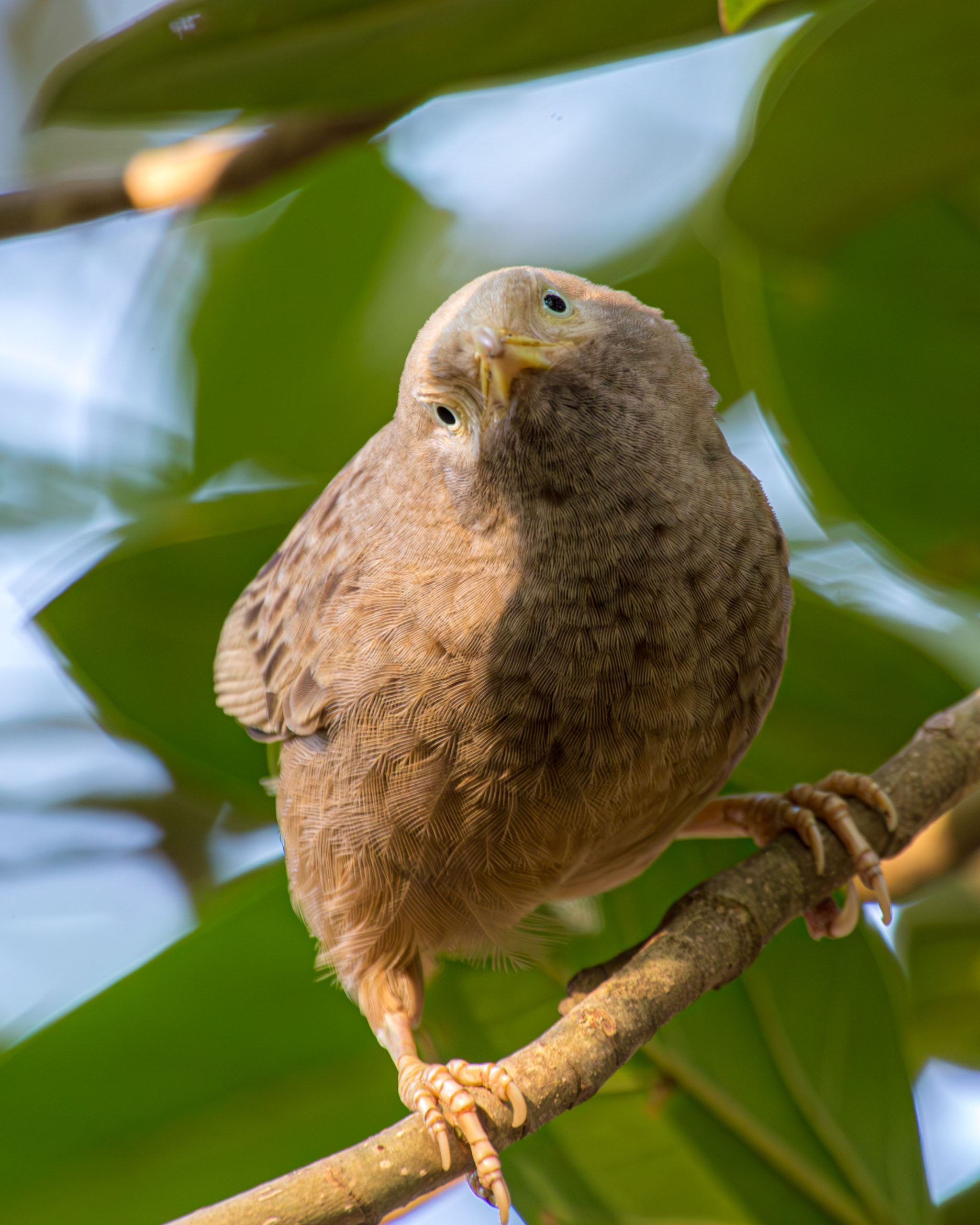 20130125082108 RD 26859 e