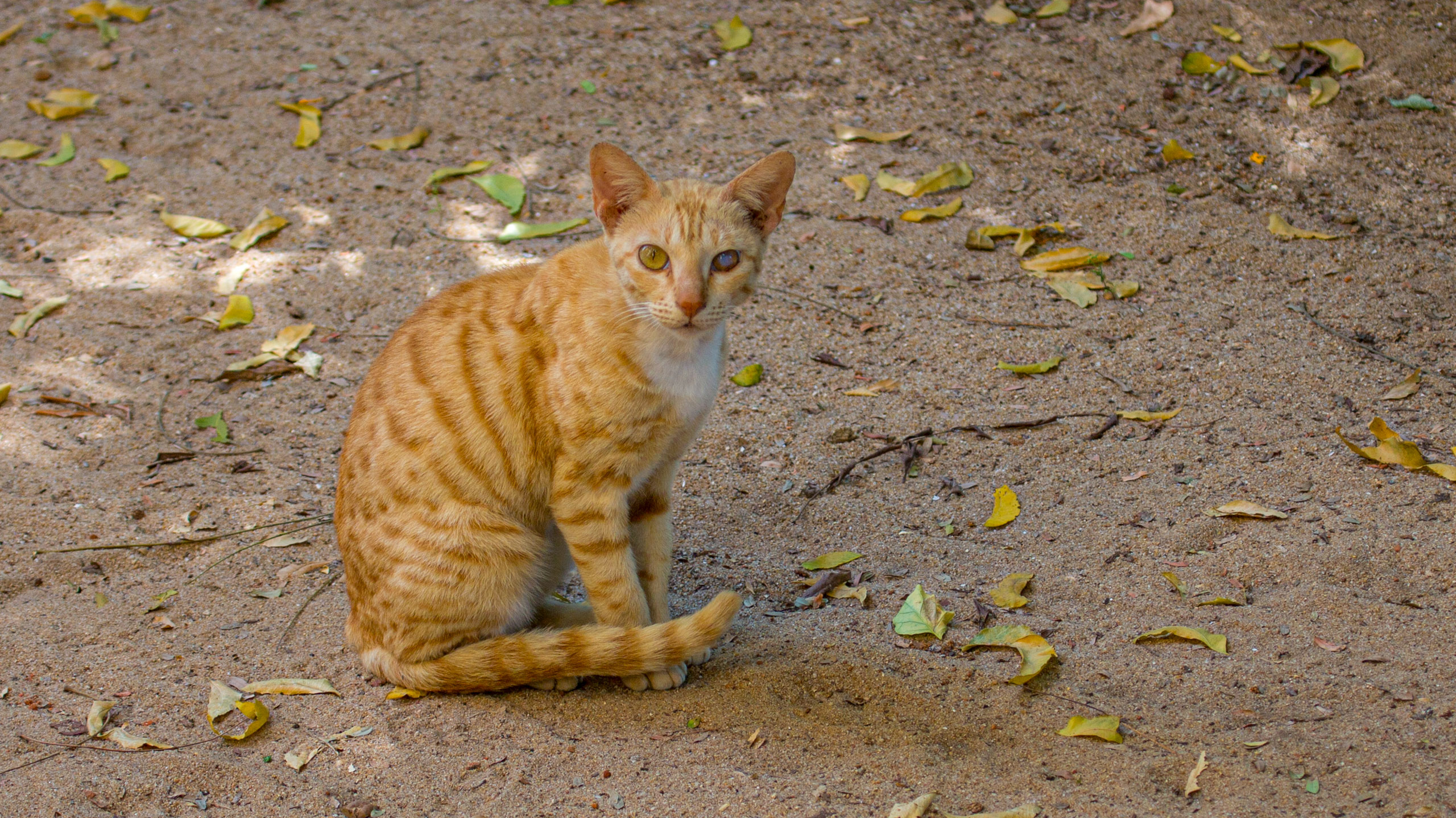 20130126145450 RD 28291