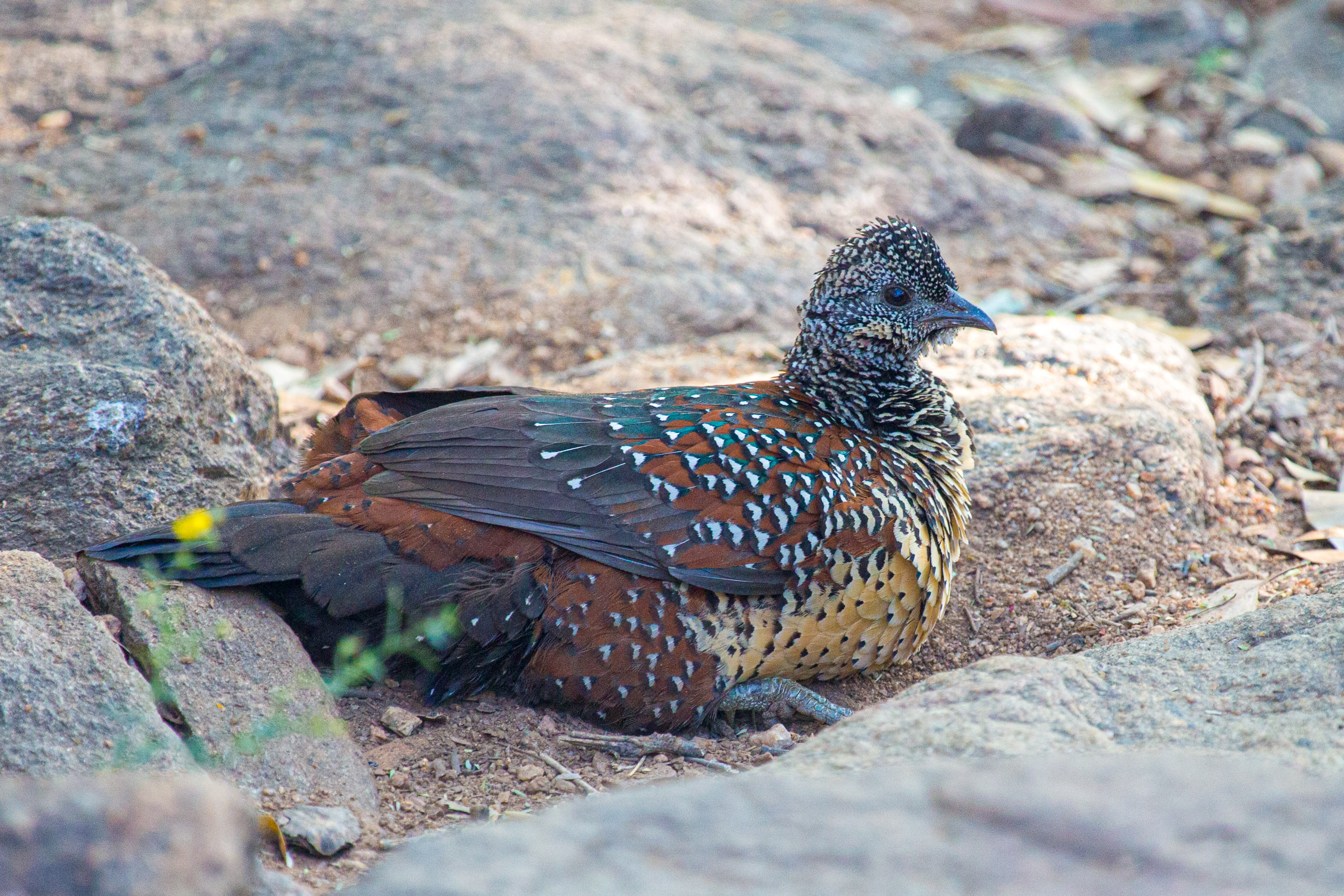 20130113162252 RD 21508